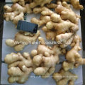 2016 Healthy Food Organic Fresh Ginger